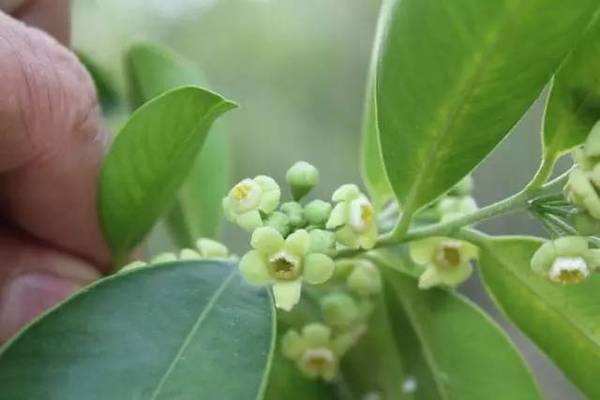 沉香树形态特征，培育沉香树盆景需要注意些什么？