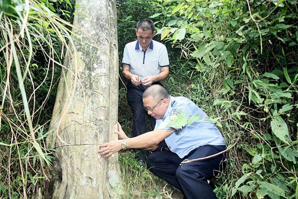 沉香树的生态习性有哪些？怎样种植和培育沉香树？