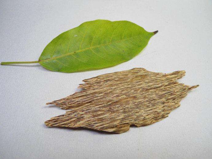 沉香树的功效与作用，沉香树的经济价值有哪些？