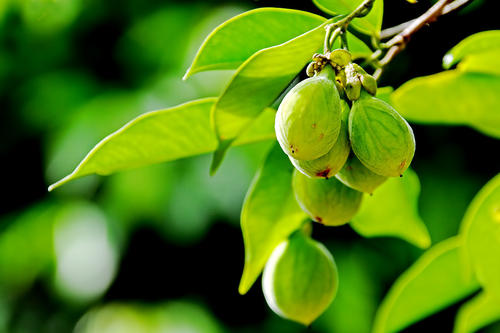 沉香树的分布情况，哪儿有沉香树的种植基地？