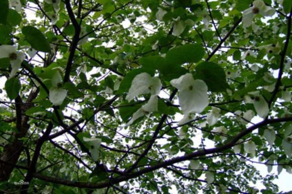 木兰形态特征， 木兰盆景移栽后怎样养护？