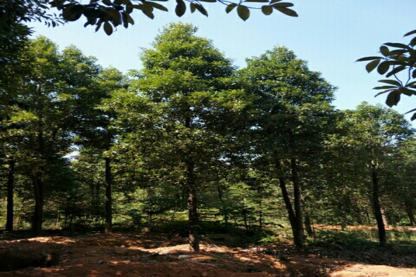 木兰的生态习性，怎样种植和培育木兰？