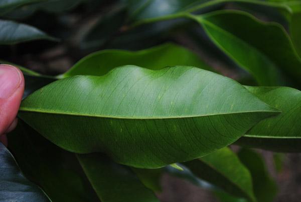 沉香树的植物文化，沉香树的花语是什么？