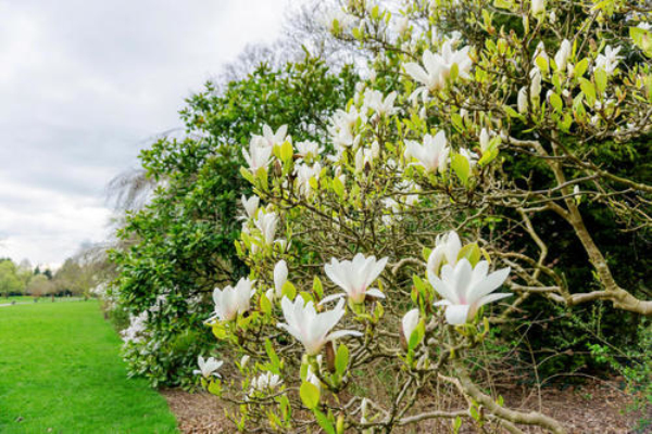 木兰的经济价值，木兰的功效与作用有哪些？