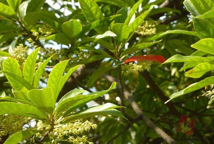 杜英树繁殖方法、栽培技术以及病虫害防治方法介绍