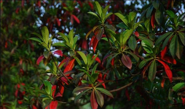 杜英树价格-图片-形态特征-生长环境-分布范围以及主要价值