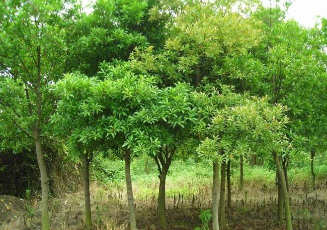 杜英树价格，杜英树2020年最新行情，杜英树卖多少钱？