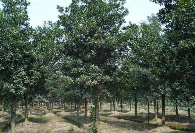 杜英树形态特征，杜英树什么时候开花？