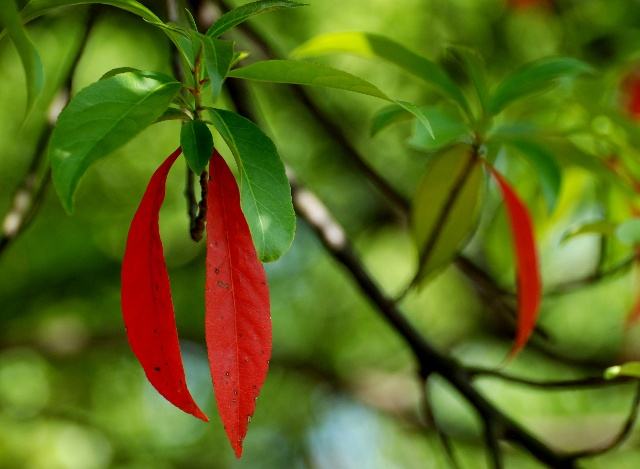 杜英树的分布范围，哪儿有杜英树的种植基地？