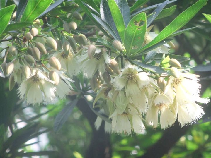 杜英树的功效与作用，杜英树的经济价值有哪些？