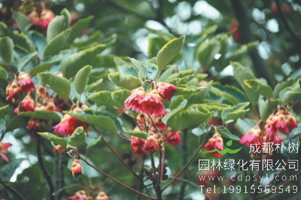 相关阅读  红花荷价格-图片-形态特征-生长环境-分布范围以及主要价值