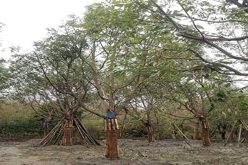 金丝楠价格-图片-植物形态-产地生境以及生长习性