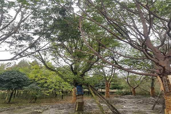 金丝楠价格，金丝楠2020年最新行情，金丝楠卖多少钱？