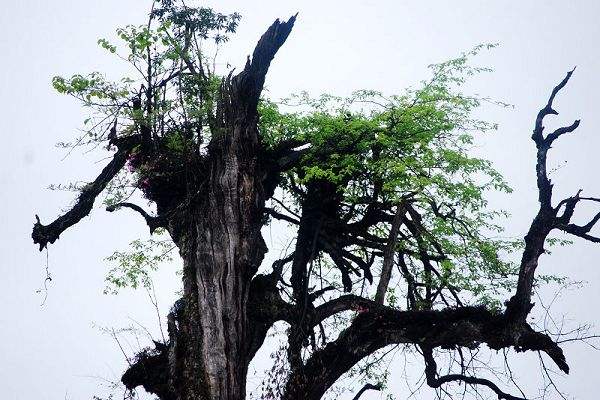 金丝楠名木历史，金丝楠的植物文化