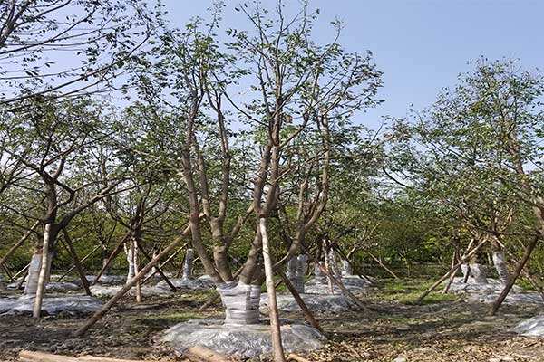 金丝楠植物形态，金丝楠的金丝是如何形成的？