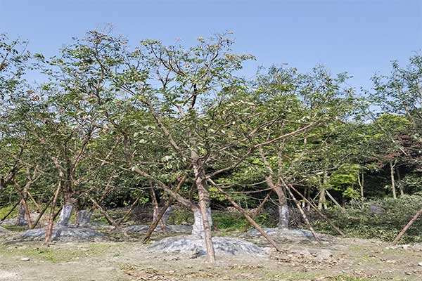 金丝楠的生长习性，怎样种植和培育金丝楠？