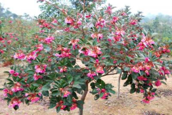 红花荷形态特征，红花荷什么时候开花？