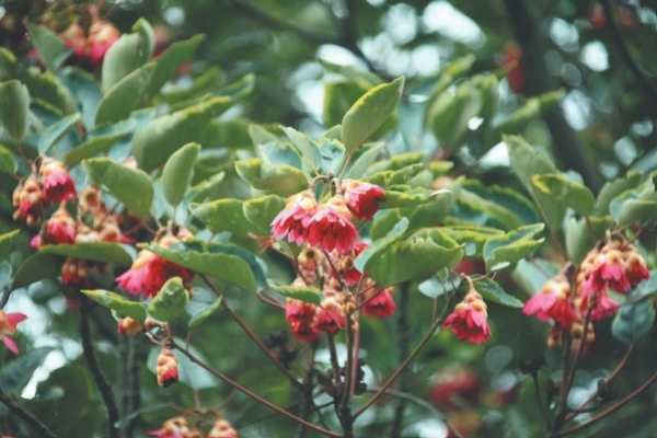 红花荷有哪些诗词，红花荷的历史传说故事？