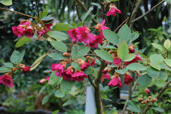 红花荷繁殖方法、栽培技术以及造林方式