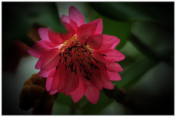 红花荷生长环境，怎样种植和培育红花荷？