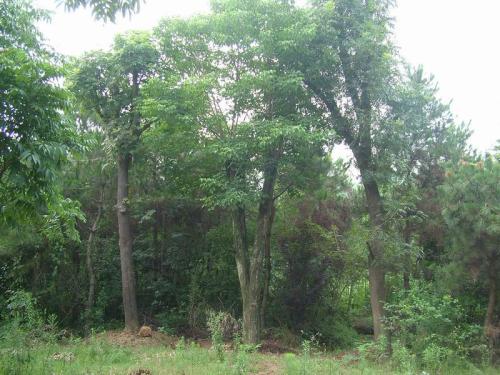 重阳木形态特征，重阳木应如何修剪？