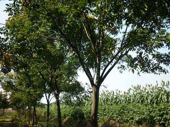 重阳木的分布情况，哪儿有重阳木的种植基地？