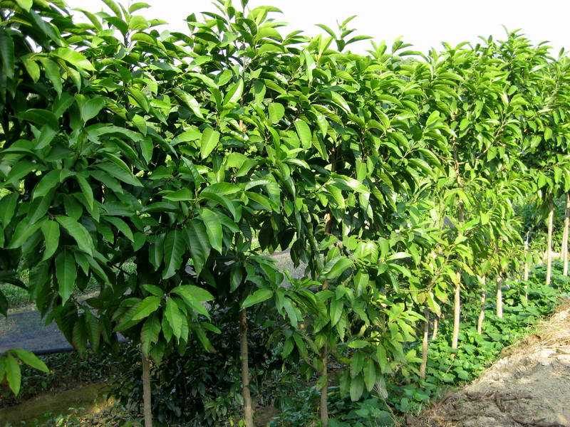 重阳木的功效与作用，重阳木的经济价值有哪些？