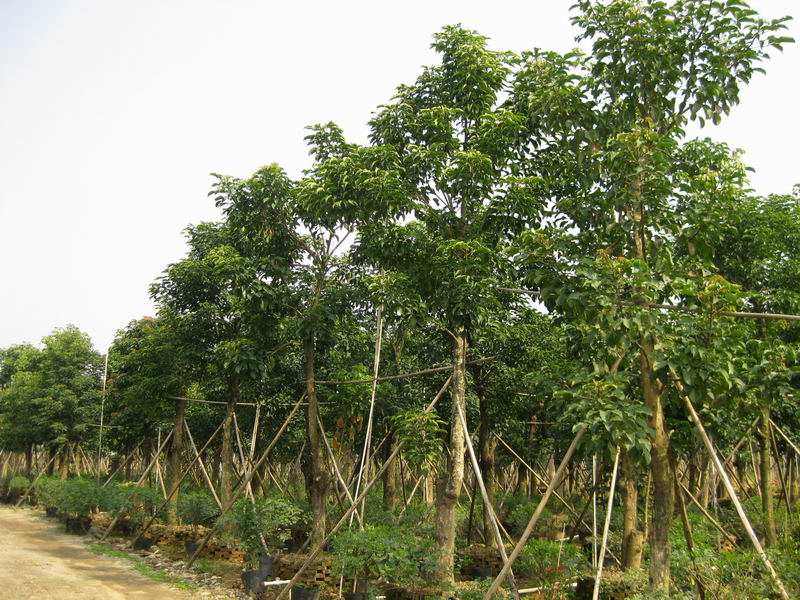 重阳木的植物文化，重阳木的花语是什么？