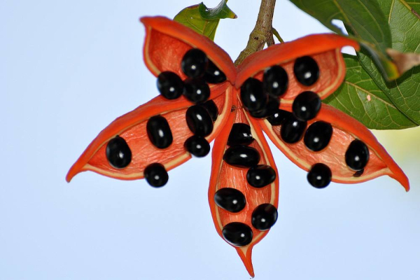 萍婆的价格，萍婆2020年最新行情，萍婆卖多少钱？