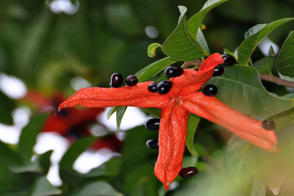 萍婆形态特征，萍婆什么时候开花？