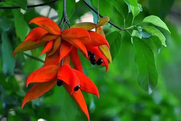 萍婆生态习性，如何种植和培育萍婆？