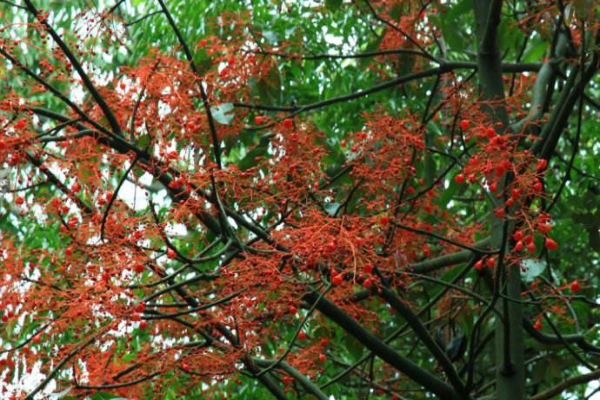 萍婆的经济价值，萍婆的功效与作用有哪些？