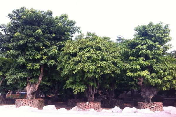 萍婆的繁殖方法、栽培技术、病虫防治方法介绍