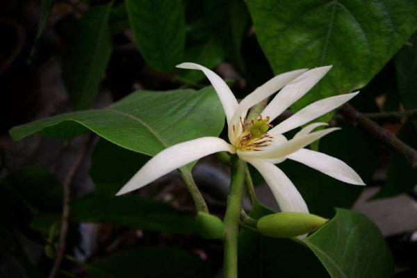 黄角兰价格-图片-形态特征-生长习性-分布范围-主要经济价值