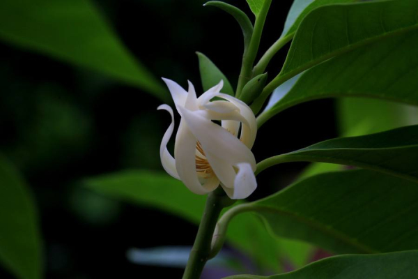 黄角兰的价格，黄角兰2020年最新行情，黄角兰卖多少钱？