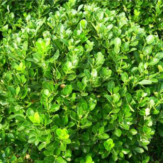 黄杨价格_品种_生长习性_形态特征_栽培养护_产地分布_园林价值