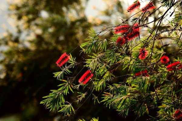 串钱柳价格-图片-形态特征-主要经济价值-分布范围-生长习性