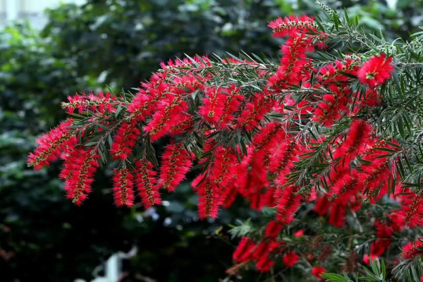 串钱柳的繁殖方法、栽培技术、病虫防治方法介绍