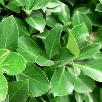 大叶黄杨价格_品种_形态特征_园林价值