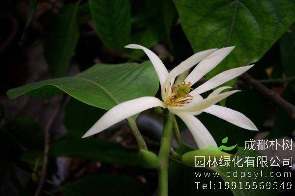 黄角兰的价格，黄角兰2020年最新行情，黄角兰卖多少钱？