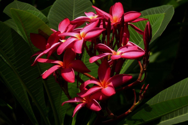 红鸡蛋花的繁殖方法、栽培技术、病虫防治方法介绍