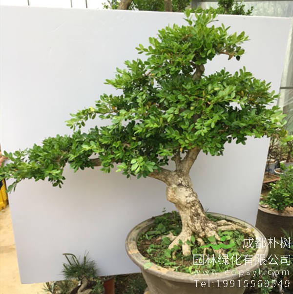 黄杨盆景图片