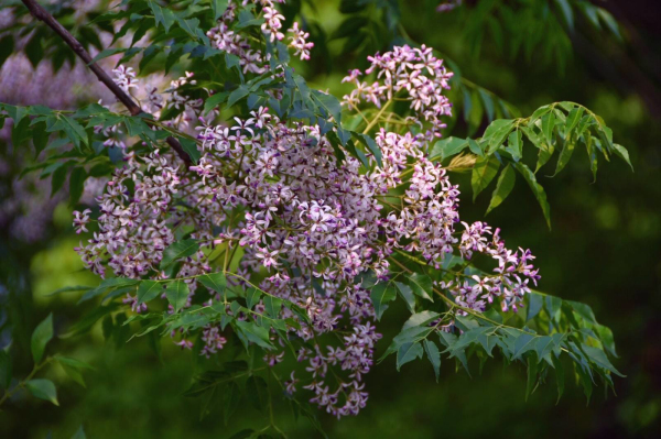 苦楝树栽培要点、苗期管理方法介绍