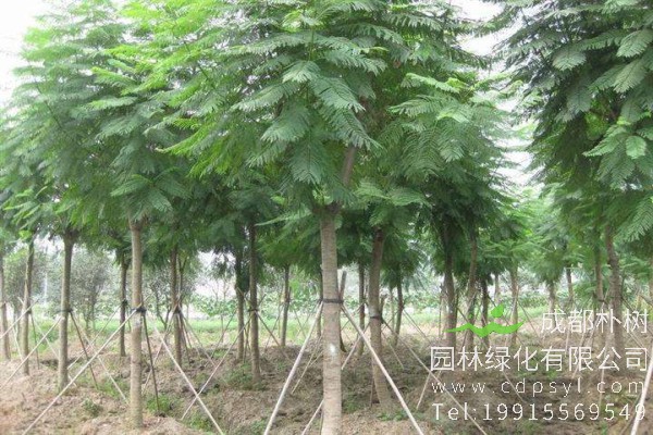 南洋楹价格-图片-形态特征-主要价值-分布范围-生长习性