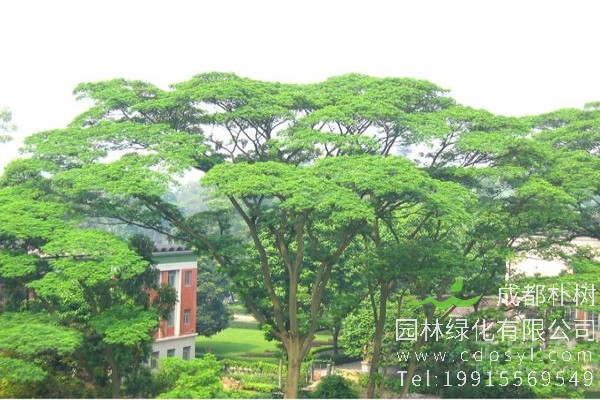 南洋楹价格-图片-形态特征-主要价值-分布范围-生长习性