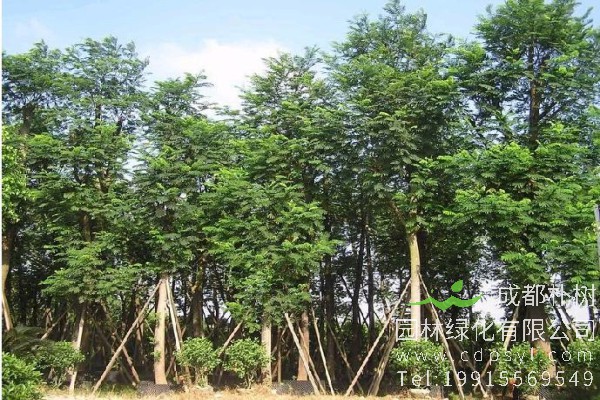 南洋楹价格-图片-形态特征-主要价值-分布范围-生长习性