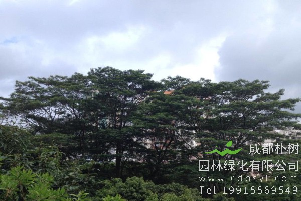 南洋楹价格-图片-形态特征-主要价值-分布范围-生长习性