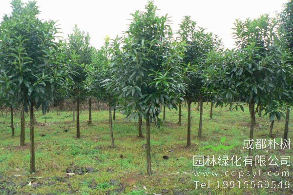 棱角山矾价格-图片-形态特征-主要价值-分布范围-生长习性