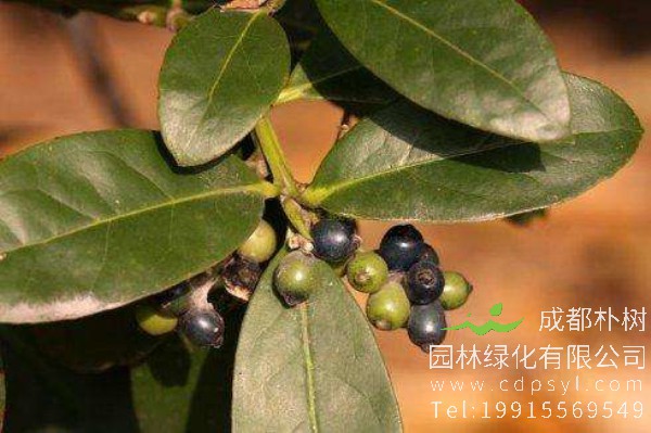 棱角山矾价格-图片-形态特征-主要价值-分布范围-生长习性