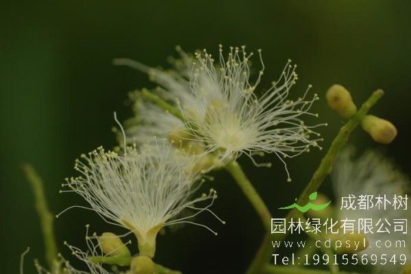 南洋楹价格-图片-形态特征-主要价值-分布范围-生长习性